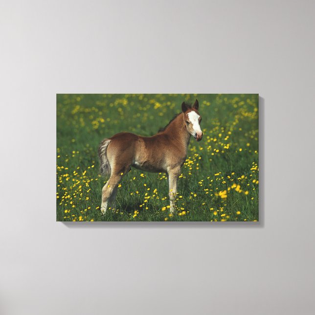 Welsh Foal Canvas Print (Front)