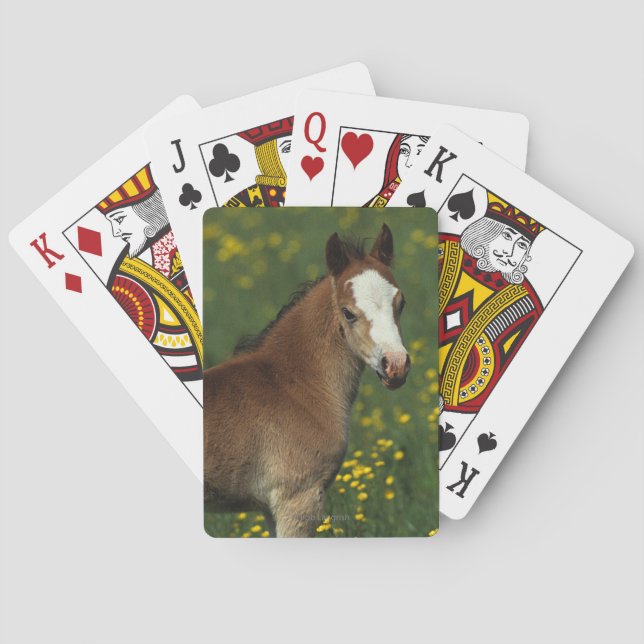 Welsh Foal Playing Cards (Back)