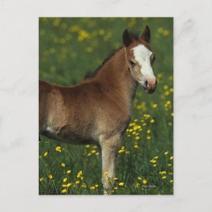 Welsh Foal Postcard