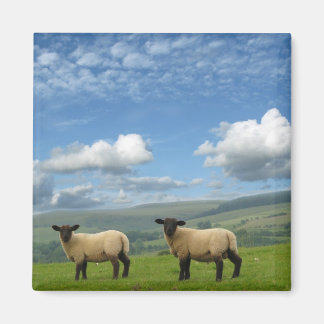 Welsh Lambs Magnet