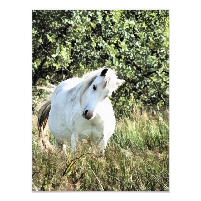 WELSH MOUNTAIN PONY PHOTO PRINT (Front)