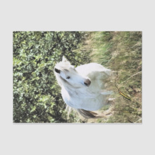 WELSH MOUNTAIN PONY TISSUE PAPER