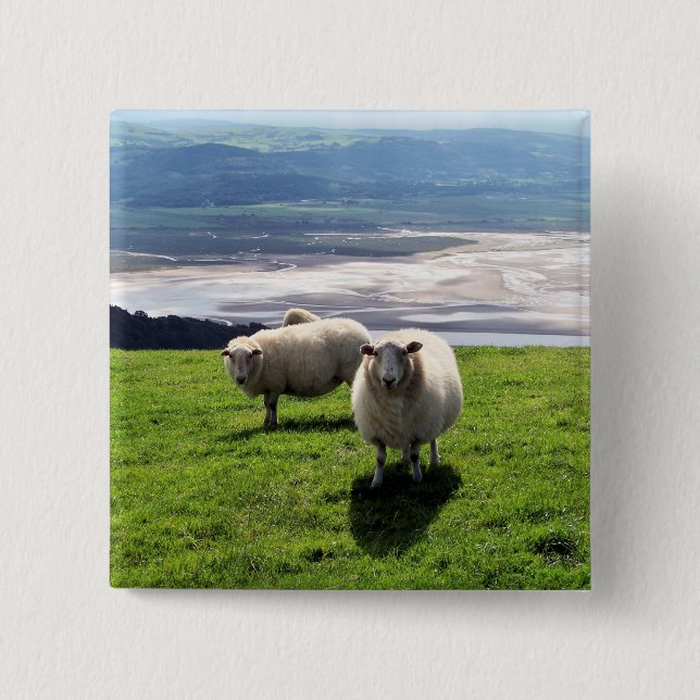 WELSH MOUNTAIN SHEEP 2 INCH SQUARE BUTTON (Front)