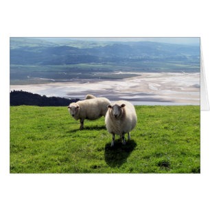 WELSH MOUNTAIN SHEEP CARD