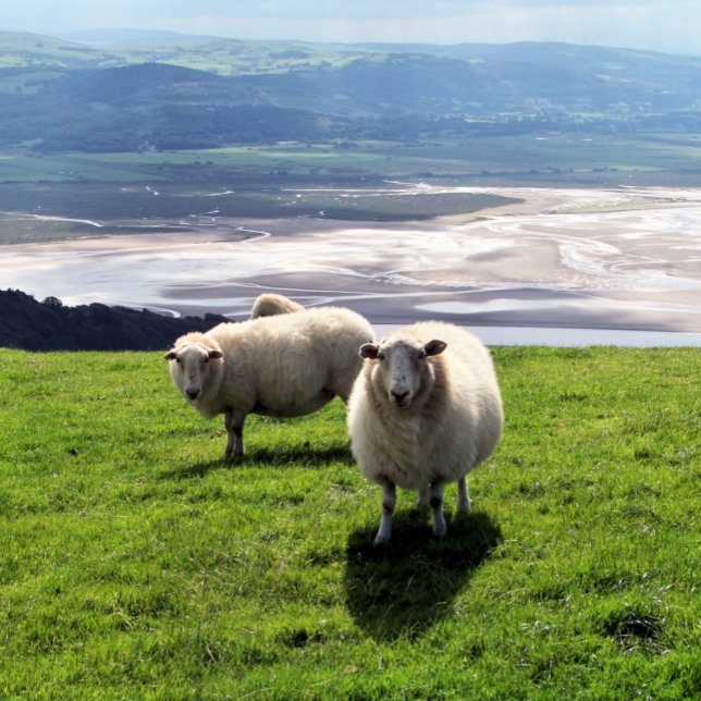 WELSH MOUNTAIN SHEEP CARD (Creator Uploaded)