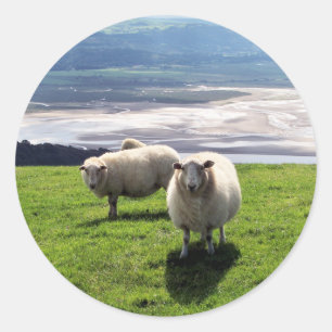 WELSH MOUNTAIN SHEEP CLASSIC ROUND STICKER