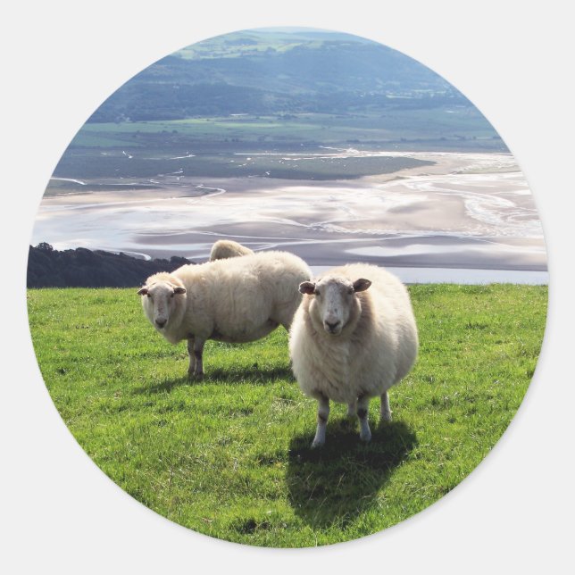 WELSH MOUNTAIN SHEEP CLASSIC ROUND STICKER (Front)