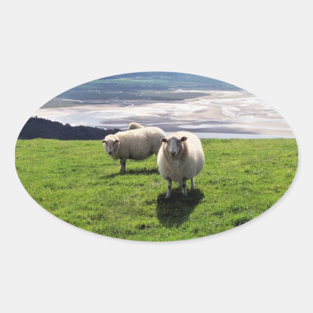 WELSH MOUNTAIN SHEEP OVAL STICKER (Front)