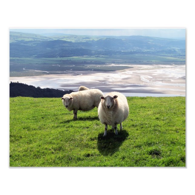 WELSH MOUNTAIN SHEEP PHOTO PRINT (Front)
