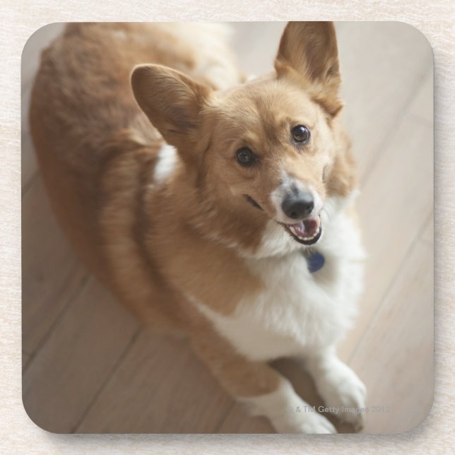 Welsh Pembroke corgi dog lying on wood floor. Coaster (Front)
