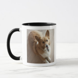 Welsh Pembroke corgi dog lying on wood floor. Mug