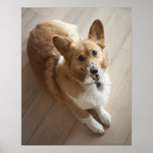 Welsh Pembroke corgi dog lying on wood floor. Poster