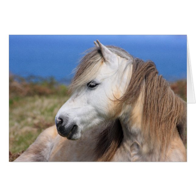 Welsh Pony (Front Horizontal)
