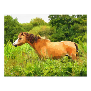 WELSH PONY PHOTO PRINT