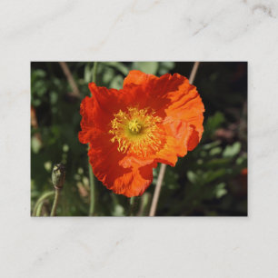Welsh Poppy (Orange) Business Card