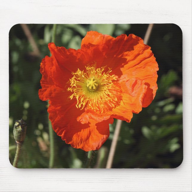 Welsh Poppy (Orange) Mouse Pad (Front)