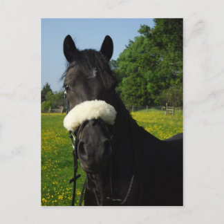 Welsh Section D Postcard