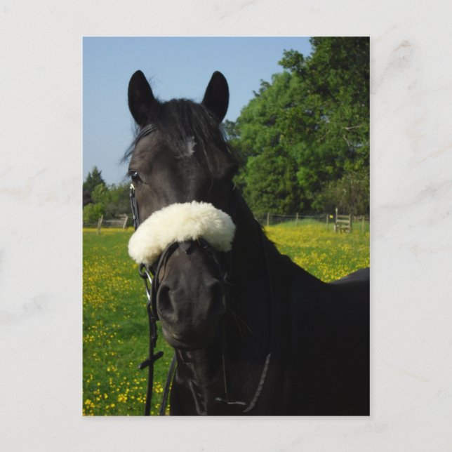 Welsh Section D Postcard (Front)