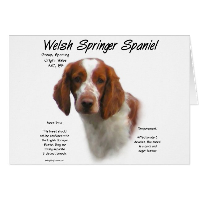 Welsh Springer espagnol histoire design (Devant horizontal)