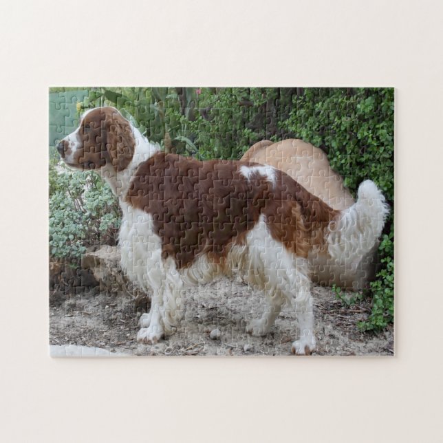 Welsh Springer Spaniel Dog Jigsaws. Jigsaw Puzzle (Horizontal)