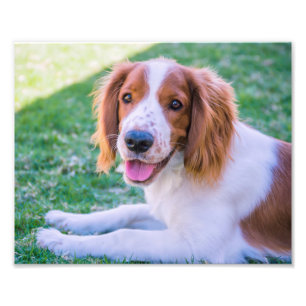 Welsh Springer Spaniel Impression photo