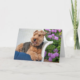 Welsh Terrier Birthday Card