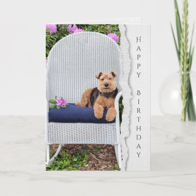 Welsh terrier on chair for birthday card (Front)
