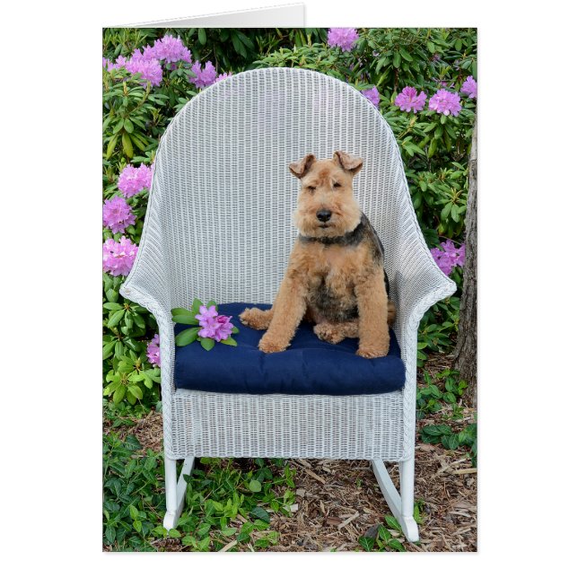 Welsh Terrier on wicker chair (Front)