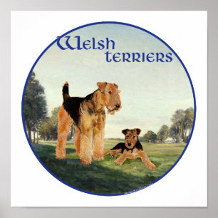 Welsh Terriers Poster