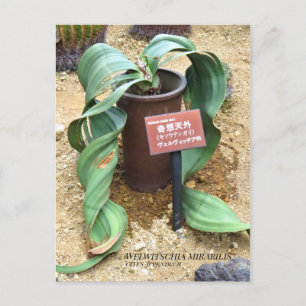 Welwitschia mirabilis [Postcard] Postcard