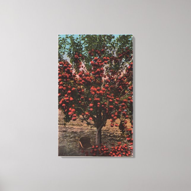 Wenatchee, WAA Wenatchee Valley Apple Tree Canvas Print (Front)