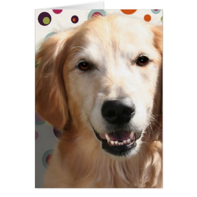 Wendy, le Golden Retriever (Devant)