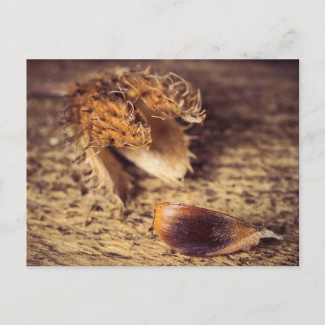 Wenn ein Samen zum Baum wird ... Postcard (Front)