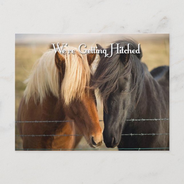 We're Getting Hitched (Two Horses) Invitation Postcard (Front)