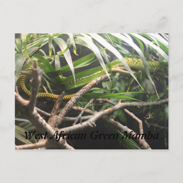 West African Green Mamba Postcard (Front)