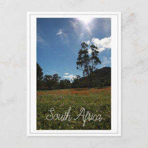 West Coast South Africa Wild Flowers Postcard