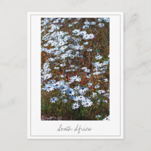 West Coast South Africa Wild Flowers Postcard