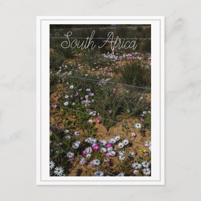 West Coast South Africa Wild Flowers Postcard (Front)