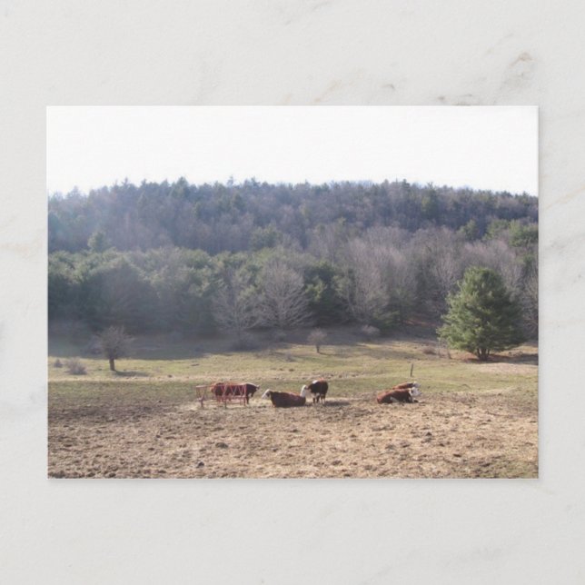 west fulton cows postcard (Front)