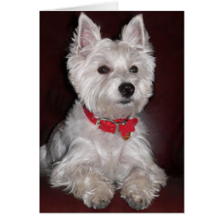 West Highland Terrier