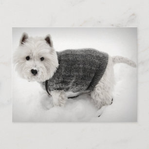 West Highland Terrier in Sweater in the Snow Postcard