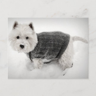 West Highland Terrier in Sweater in the Snow Postcard