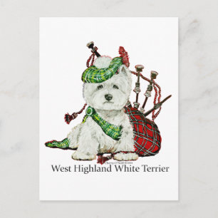 West Highland Terrier Postcard