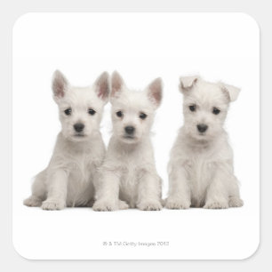 West Highland Terrier puppies (7 weeks old) Square Sticker