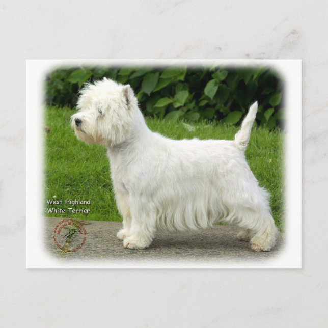 West Highland White Terrier 9A012D-21 Postcard (Front)
