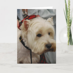 West Highland White Terrier Cartes de voeux