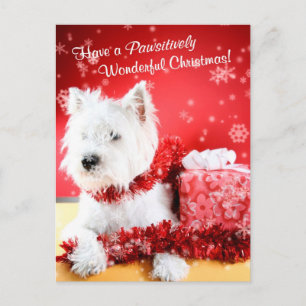 West Highland White Terrier Christmas Wishes Holiday Postcard
