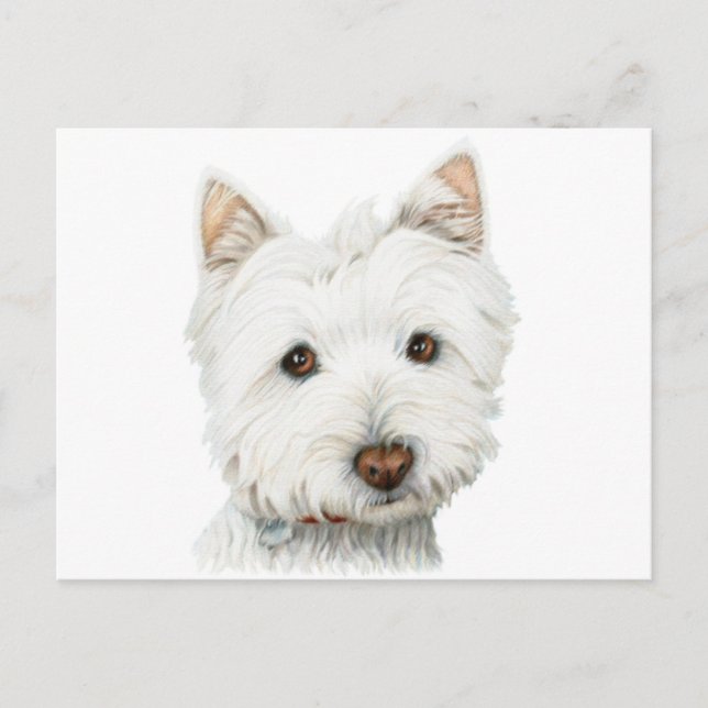 West Highland White Terrier Dog Postcard (Front)