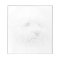 West Highland White Terrier