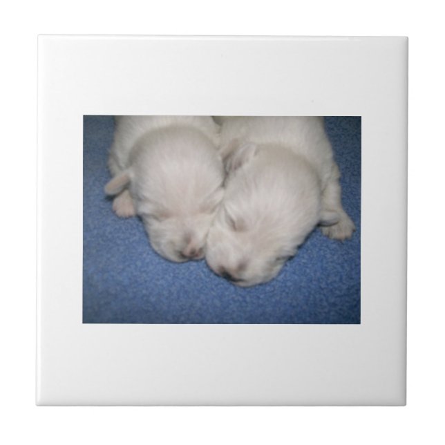 West Highland White Terrier Puppies Tile (Front)